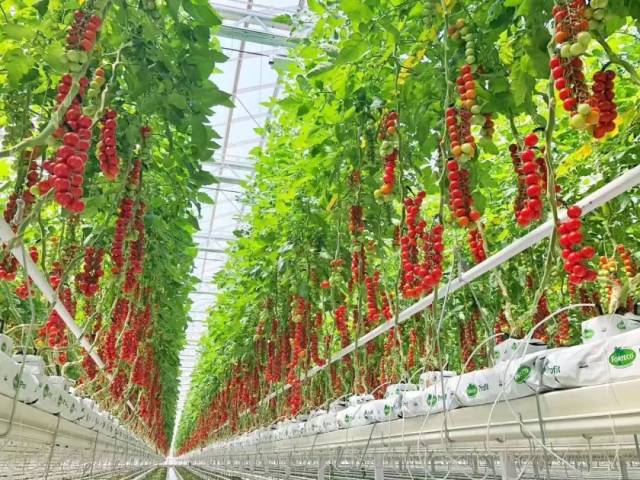 从番茄工厂化种植，解析荷兰温室优质高产的原因